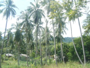 Haad Thien, Koh Pha Ngan
